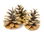 Zirben - fotolia
